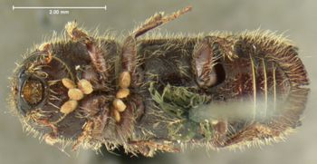 Media type: image;   Entomology 1024 Aspect: habitus ventral view